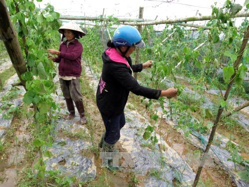 Quảng Ngãi nỗ lực sản xuất trở lại sau lũ ảnh 1